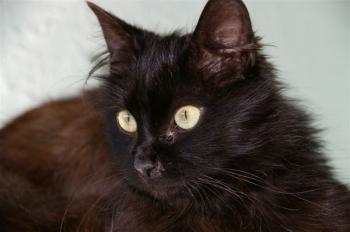 Sayako Bild von Sayako