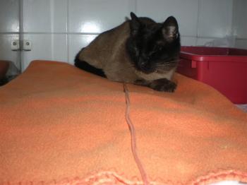 Don Pinpon Bild von Don Pinpon