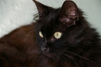 Sayako Bild von Sayako