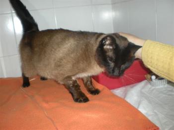 Don Pinpon Bild von Don Pinpon