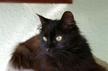 Sayako Bild von Sayako