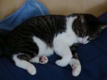 Ponpon Bild von Ponpon