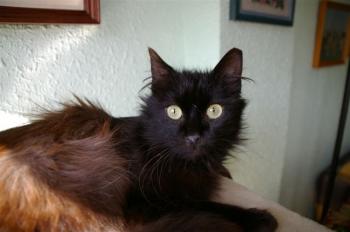 Sayako Bild von Sayako