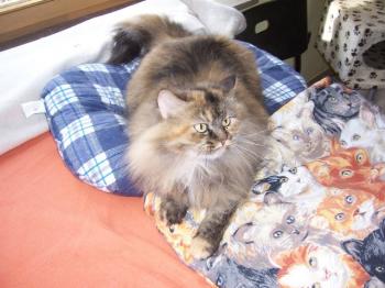 Cloe Bild von Cloe
