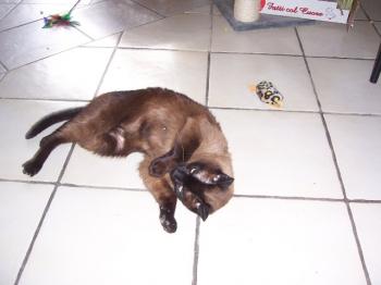 Bild von Mika