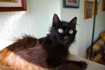 Sayako Bild von Sayako