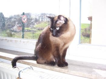 Bild von Mika