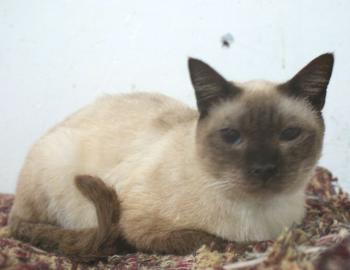 Bild von Romeo
