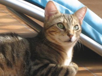 Ankor Bild von Ankor