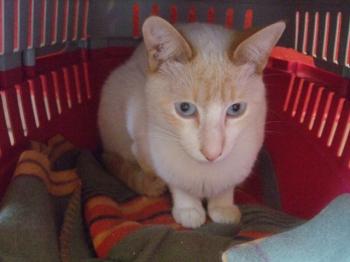 Bild von Tango