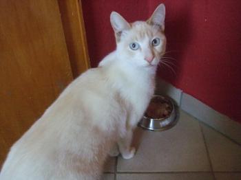 Bild von Tango