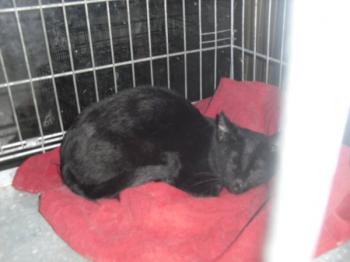 Vampi Bild von Vampi