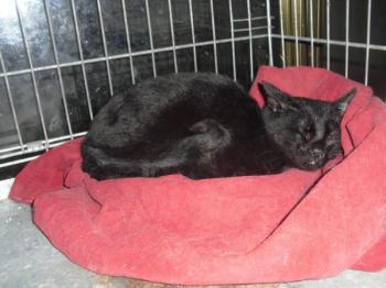 Vampi Bild von Vampi