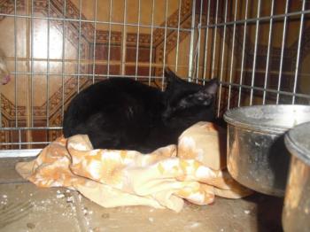 Vampi Bild von Vampi