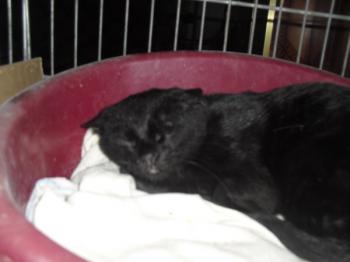 Vampi Bild von Vampi