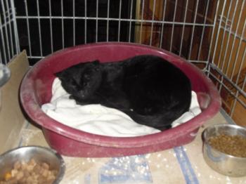 Vampi Bild von Vampi