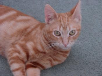 Lily Bild von Tucker