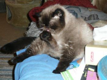 Bebo Bild von Bebo