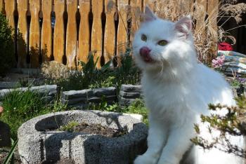 Fluffy Bild von Fluffy