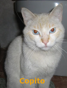 Copito Bild von Copito