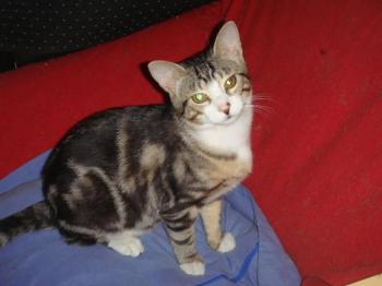 Boabdil Bild von Boabdil