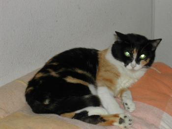 a Bild von Ananda