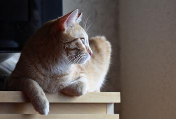 Bild von Dilios