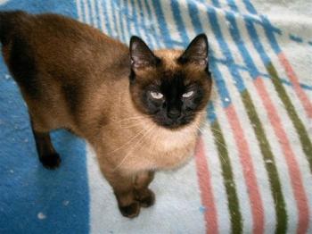 p Bild von Pancho