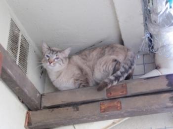 Chopi Bild von Chopi