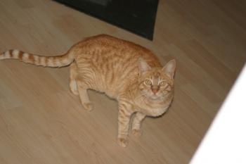 l Bild von Lolo