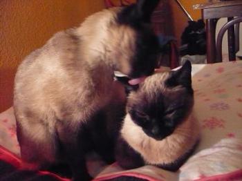 Bild von Señor Gatito
