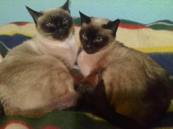 Bild von Señor Gatito