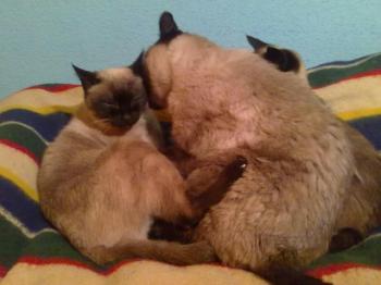 Bild von Señor Gatito
