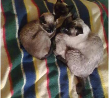 Bild von Señor Gatito