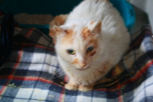 p Bild von Piki