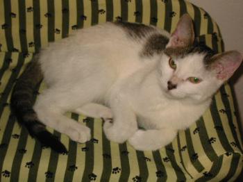 Bild von Indira