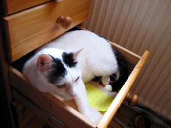 Bild von Rony