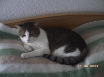 p Bild von Pichu