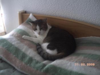 p Bild von Pichu