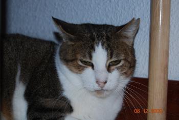 p Bild von Pichu