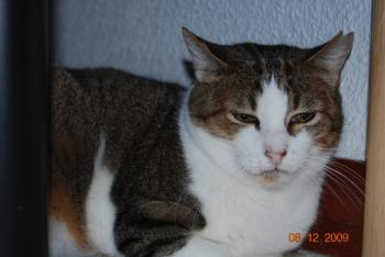 p Bild von Pichu