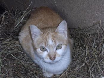 h Bild von Helena