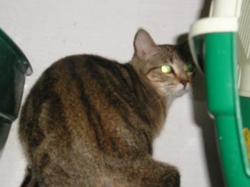 Diana Bild von Diana