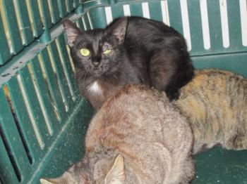 g Bild von Blacky