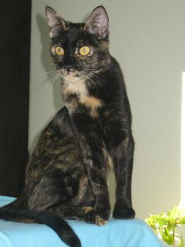 Bild von Dahla
