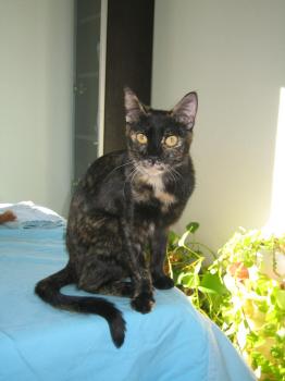Bild von Dahla