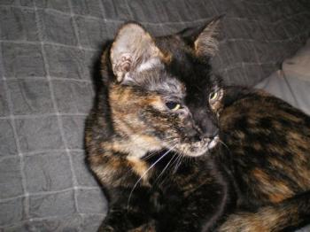 Bild von Dahla