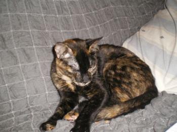 Bild von Dahla