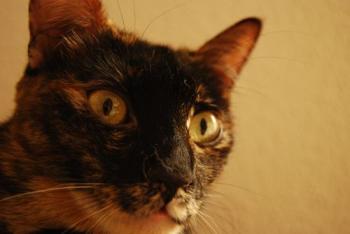 Bild von Dahla