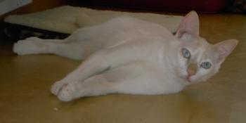 h Bild von Gorgorito